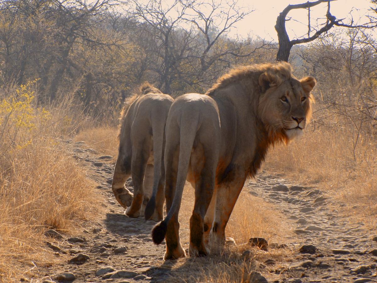 Esiweni Luxury Safari Lodge Ladysmith Exterior foto